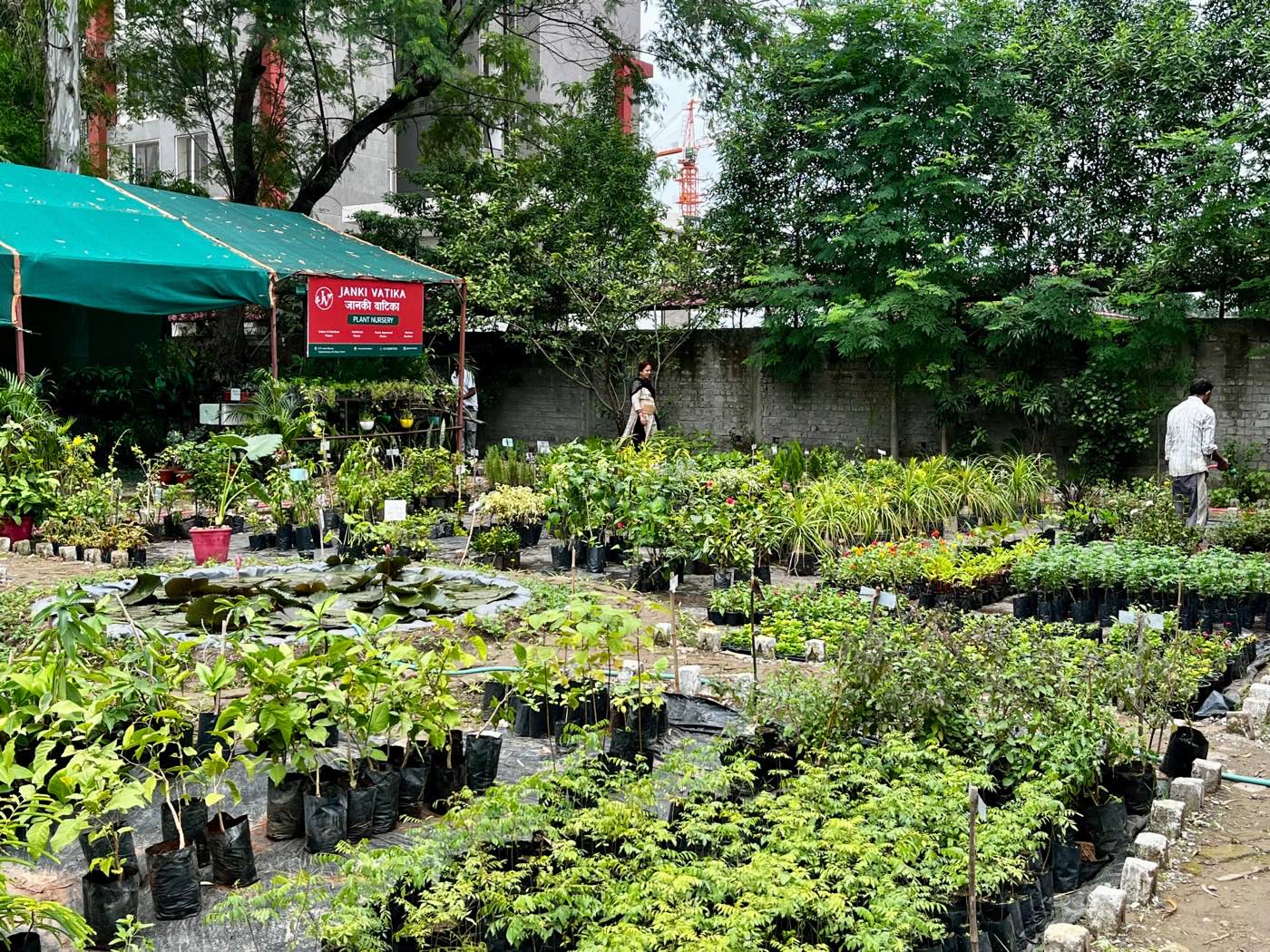 Janki Vatika nursery
