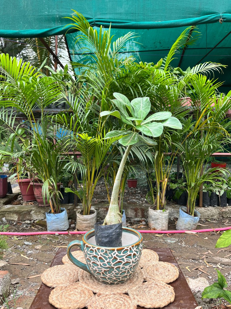 Adenium (Desert Rose) (अडेनियम) — plant for sale at Janki Vatika plant nursery, Talawali Chanda, Indore, photo 2 of 2