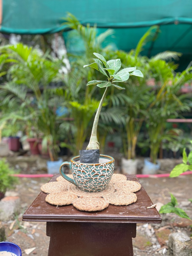 Adenium (Desert Rose) (अडेनियम) — plant for sale at Janki Vatika plant nursery, Talawali Chanda, Indore, photo 1 of 2