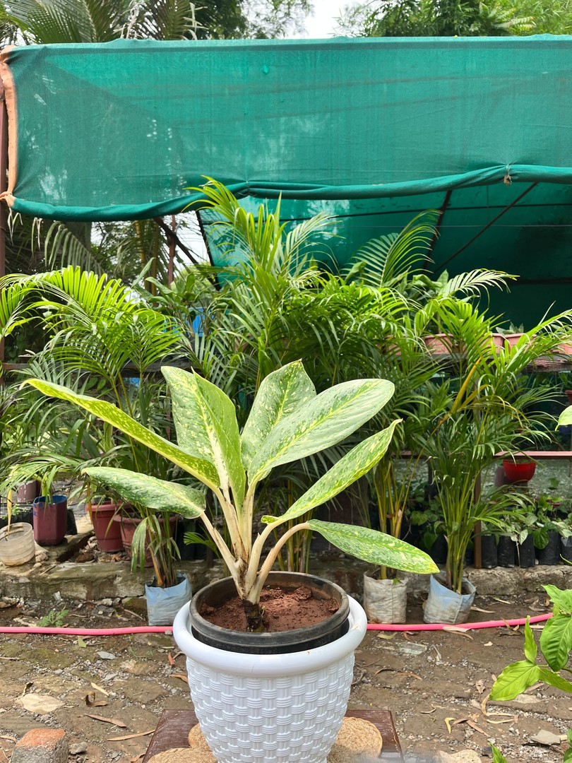 Aglaonema (Chinese Evergreen) (एग्लोनिमा) — plant for sale at Janki Vatika plant nursery, Talawali Chanda, Indore, photo 2 of 3