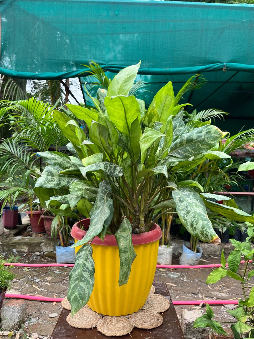 Aglaonema (Chinese Evergreen) (एग्लोनिमा) — plant for sale at Janki Vatika plant nursery, Talawali Chanda, Indore, photo 3 of 3