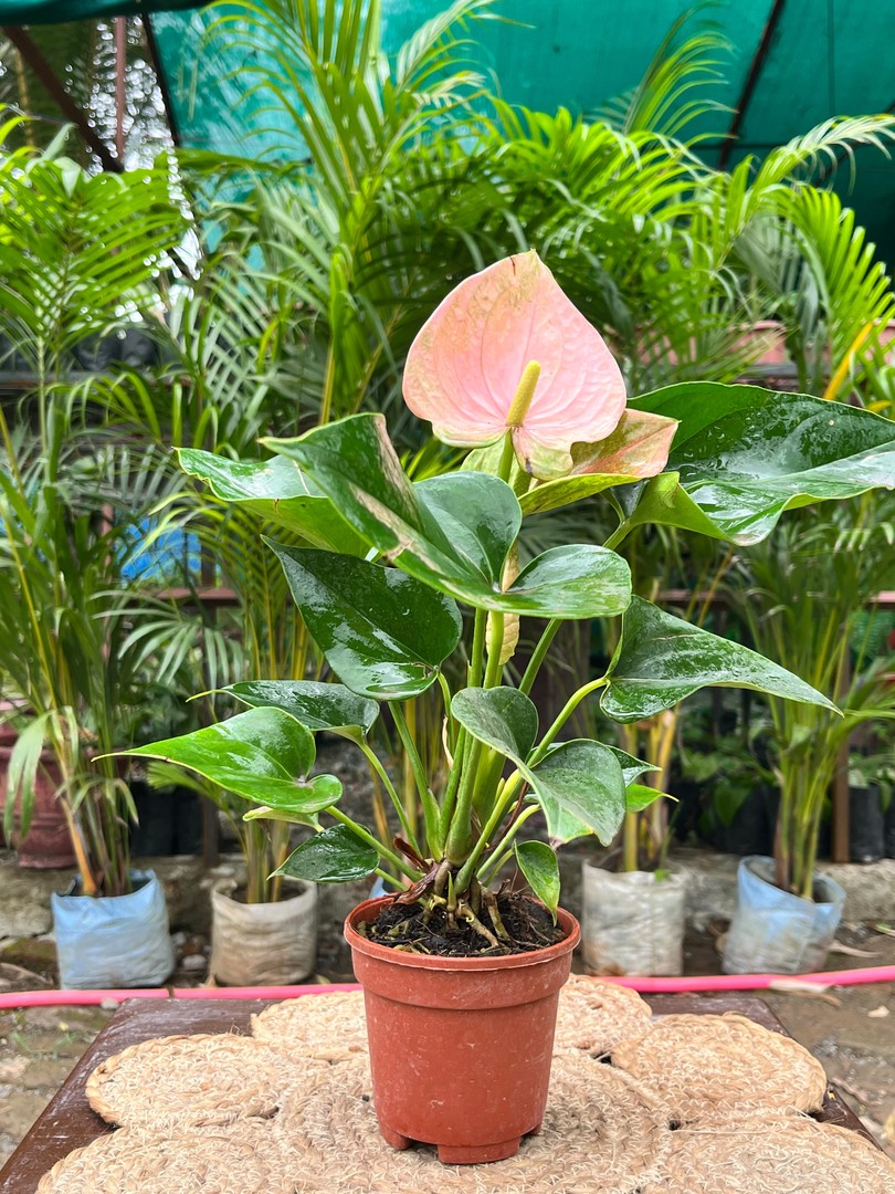 Anthurium (Flamingo Flower) (एंथुरियम) — plant for sale at Janki Vatika plant nursery, Talawali Chanda, Indore, photo 2 of 2