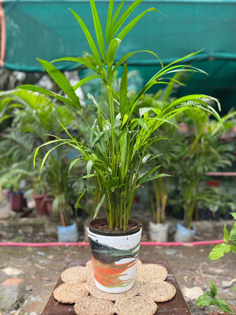Areca Palm (Golden Cane Palm) (एरिका पाम) — plant for sale at Janki Vatika plant nursery, Talawali Chanda, Indore, photo 2 of 2