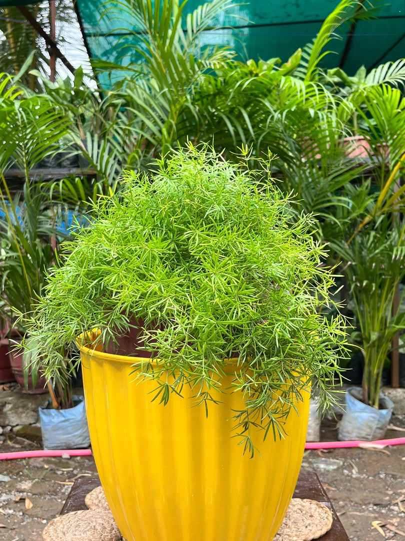 Asparagus Fern (एस्पैरागस फ़र्न) — plant for sale at Janki Vatika plant nursery, Talawali Chanda, Indore