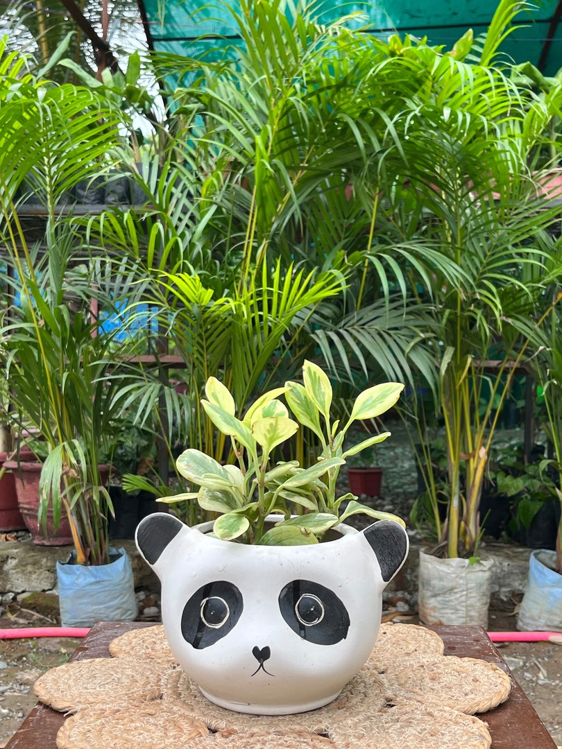 Baby Rubber Plant (Peperomia) (बेबी रबर प्लांट / पेपरोमिया) — plant for sale at Janki Vatika plant nursery, Talawali Chanda, Indore, photo 1 of 2