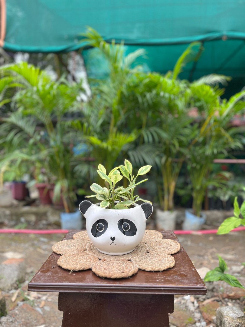 Baby Rubber Plant (Peperomia) (बेबी रबर प्लांट / पेपरोमिया) — plant for sale at Janki Vatika plant nursery, Talawali Chanda, Indore, photo 2 of 2