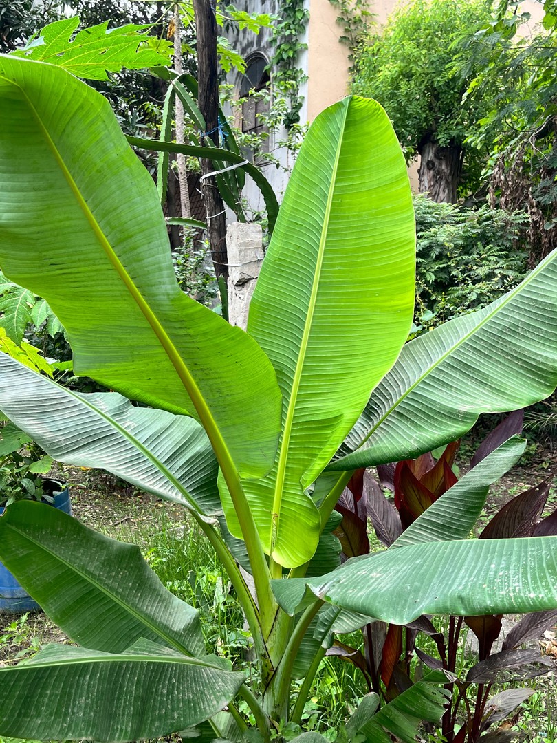 Banana Plant (केला) — plant for sale at Janki Vatika plant nursery, Talawali Chanda, Indore, photo 2 of 2