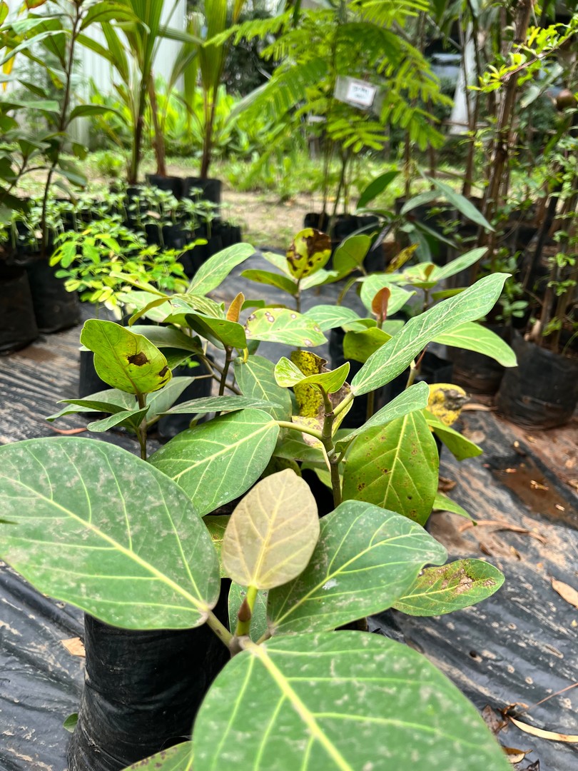 Banyan (Bargad) (बरगद / बड़) — plant for sale at Janki Vatika plant nursery, Talawali Chanda, Indore