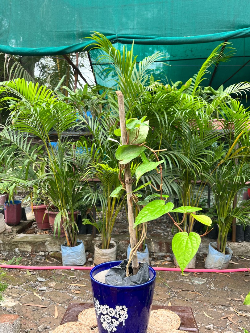 Betel Leaf (Paan) (पान) — plant for sale at Janki Vatika plant nursery, Talawali Chanda, Indore