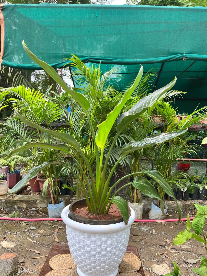 Bird of Paradise (बर्ड ऑफ़ पैराडाइज़) — plant for sale at Janki Vatika plant nursery, Talawali Chanda, Indore