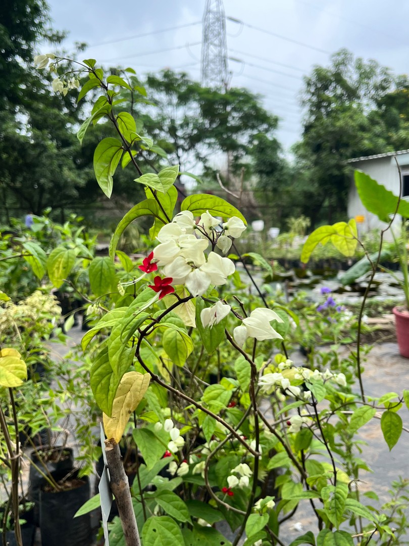 Bleeding Heart Vine (ब्लीडिंग हार्ट वाइन) — plant for sale at Janki Vatika plant nursery, Talawali Chanda, Indore, photo 1 of 2