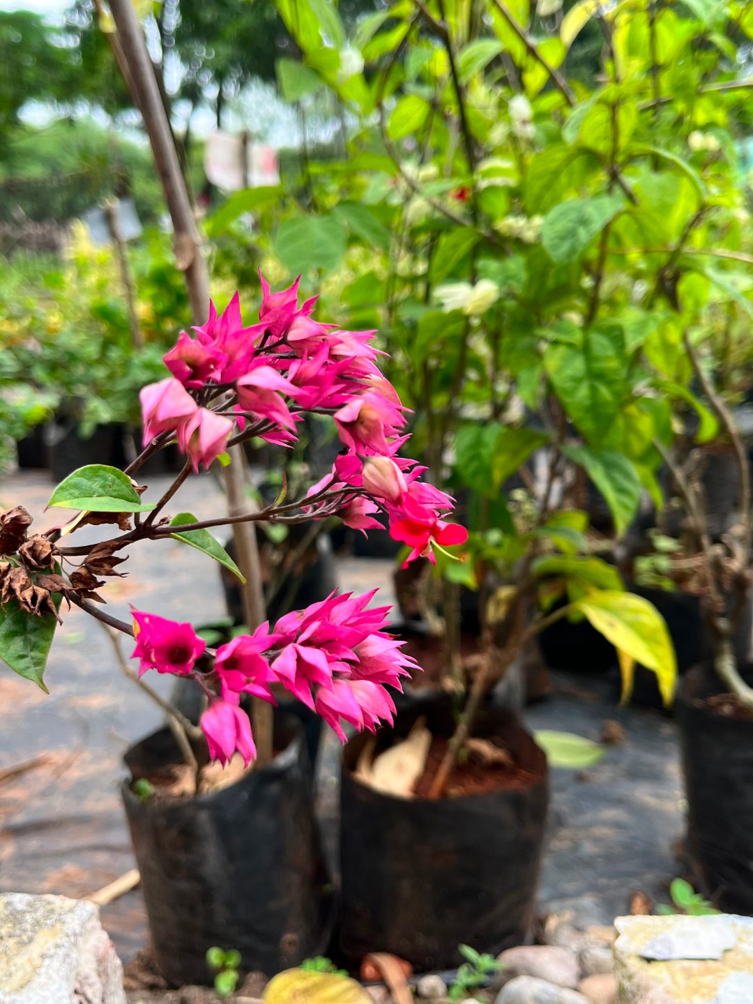 Bleeding Heart Vine (ब्लीडिंग हार्ट वाइन) — plant for sale at Janki Vatika plant nursery, Talawali Chanda, Indore, photo 2 of 2