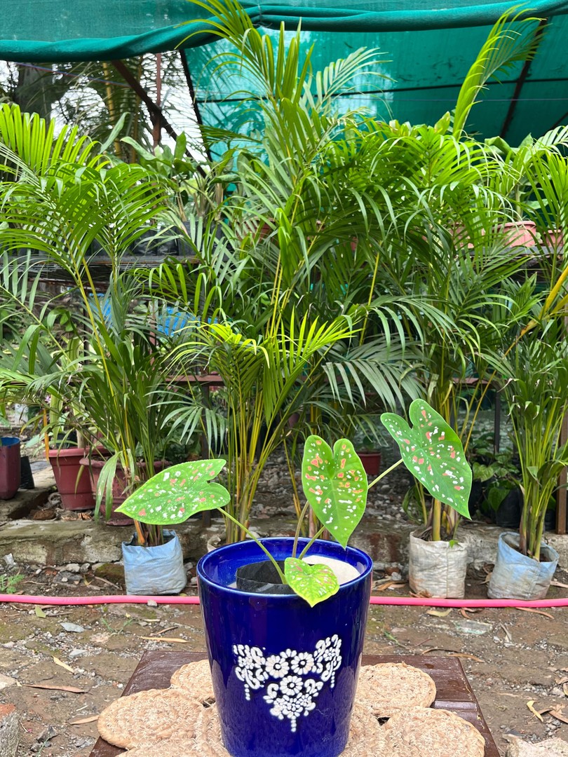 Caladium (Green, White & Pink Speckled) (कैलेडियम) — plant for sale at Janki Vatika plant nursery, Talawali Chanda, Indore, photo 2 of 2