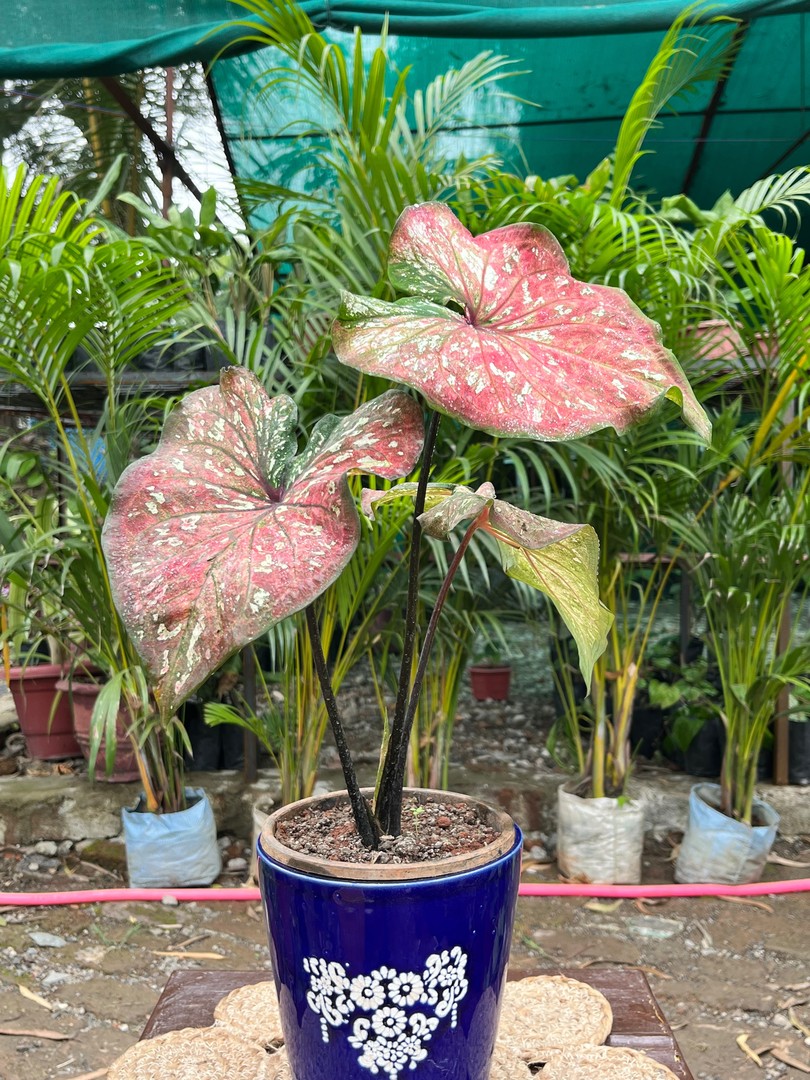 Caladium (Rose Pink) (कैलेडियम) — plant for sale at Janki Vatika plant nursery, Talawali Chanda, Indore