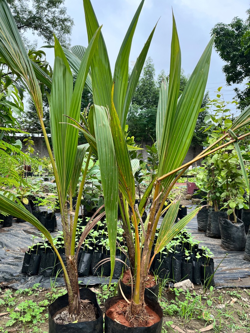 Coconut Sapling (नारियल) — plant for sale at Janki Vatika plant nursery, Talawali Chanda, Indore