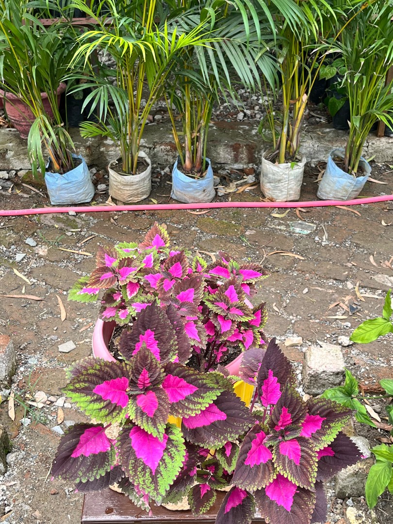 Coleus (Magenta & Maroon) (कोलियस) — plant for sale at Janki Vatika plant nursery, Talawali Chanda, Indore, photo 3 of 3