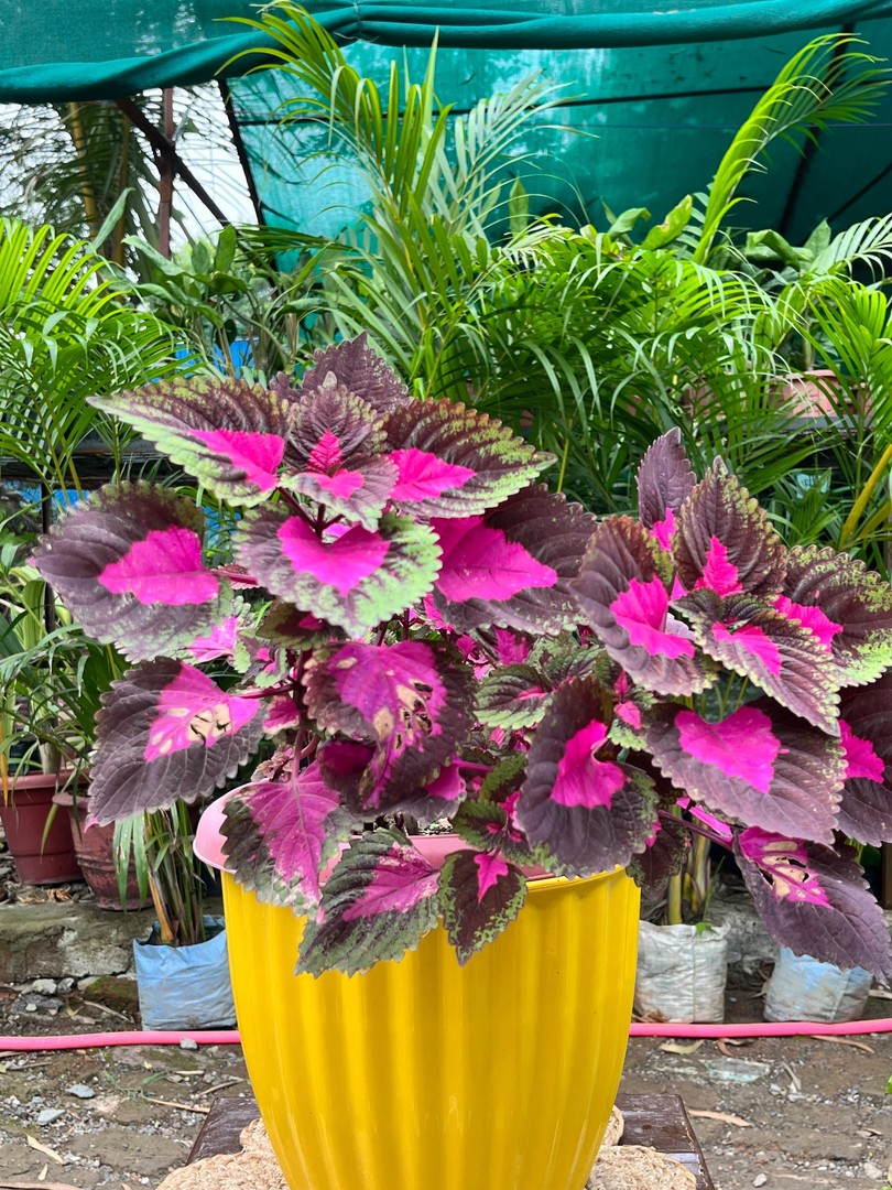 Coleus (Magenta & Maroon) (कोलियस) — plant for sale at Janki Vatika plant nursery, Talawali Chanda, Indore, photo 2 of 3