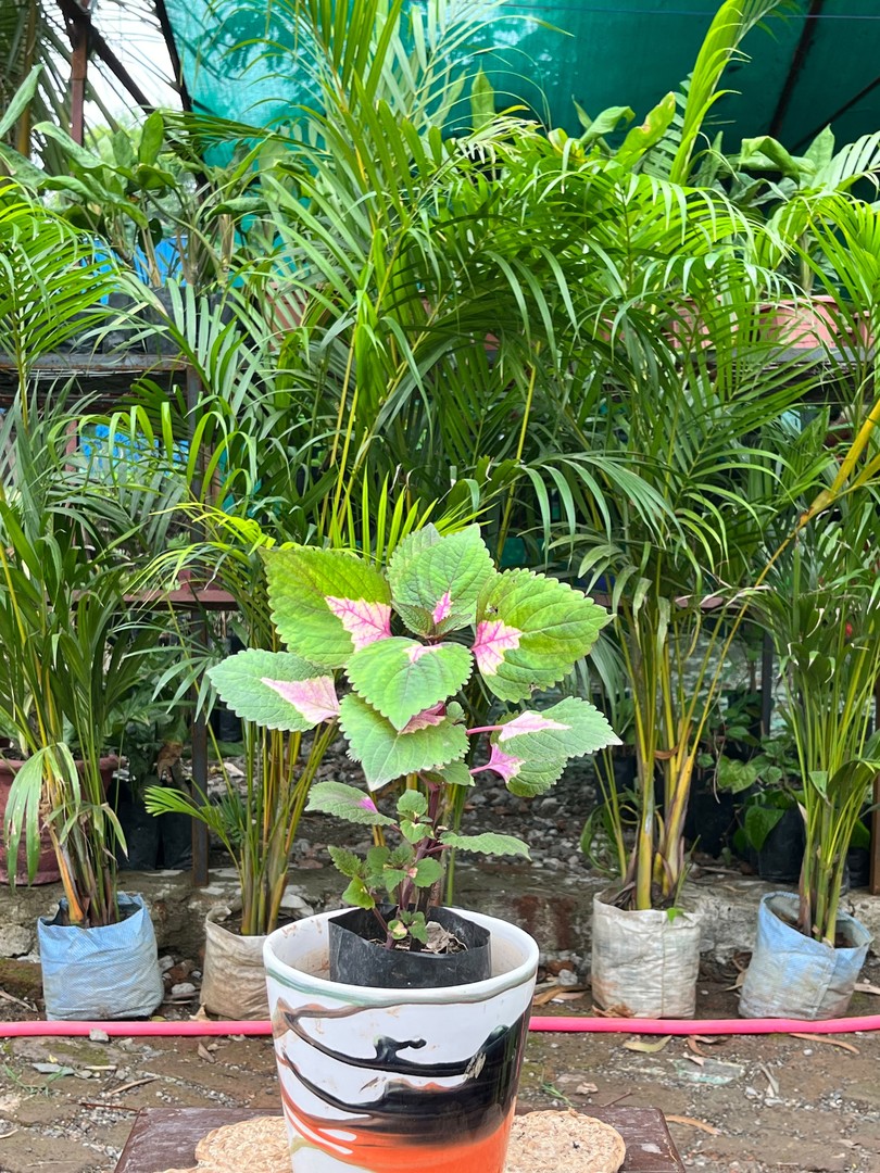 Coleus (Pink Centre) (कोलियस) — plant for sale at Janki Vatika plant nursery, Talawali Chanda, Indore