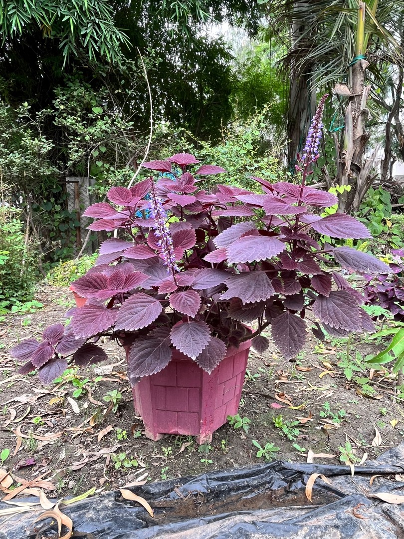 Coleus (Purple) (कोलियस) — plant for sale at Janki Vatika plant nursery, Talawali Chanda, Indore, photo 1 of 2
