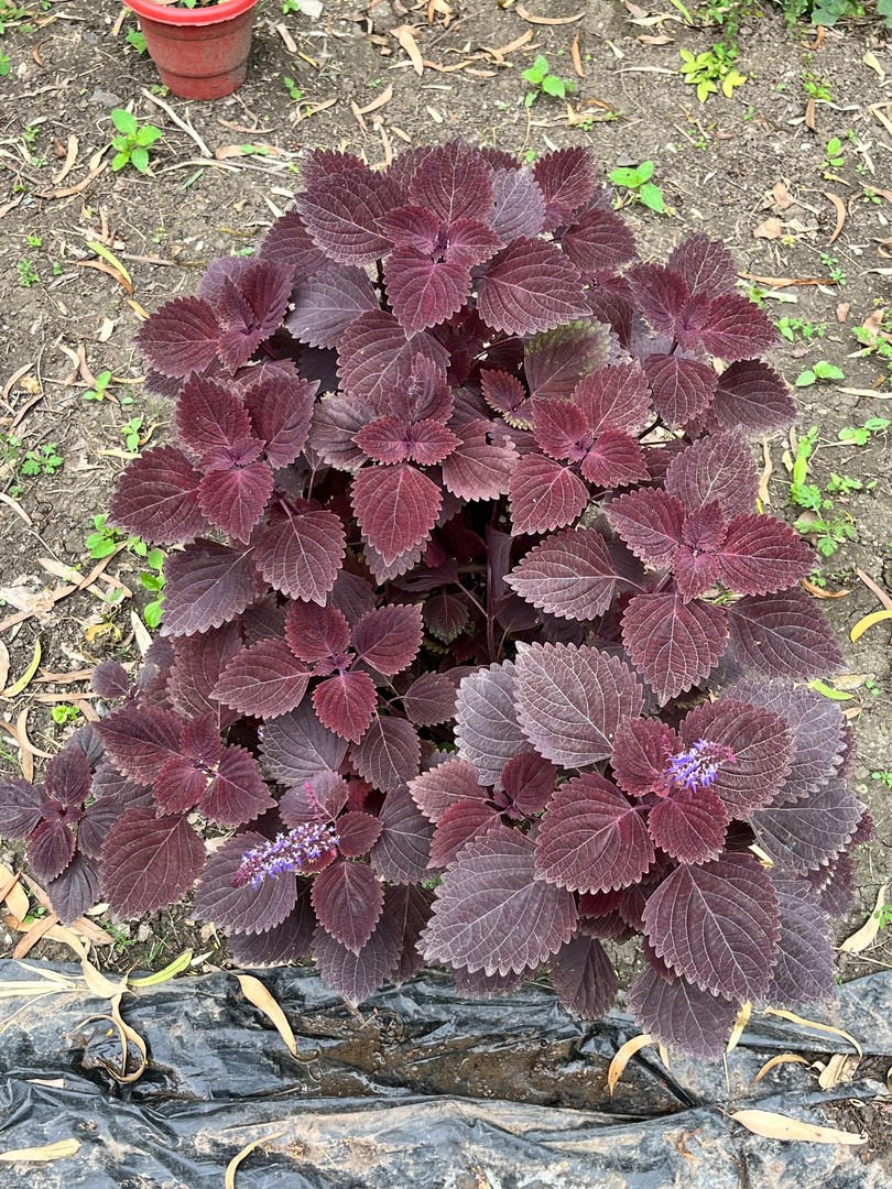 Coleus (Purple) (कोलियस) — plant for sale at Janki Vatika plant nursery, Talawali Chanda, Indore, photo 2 of 2