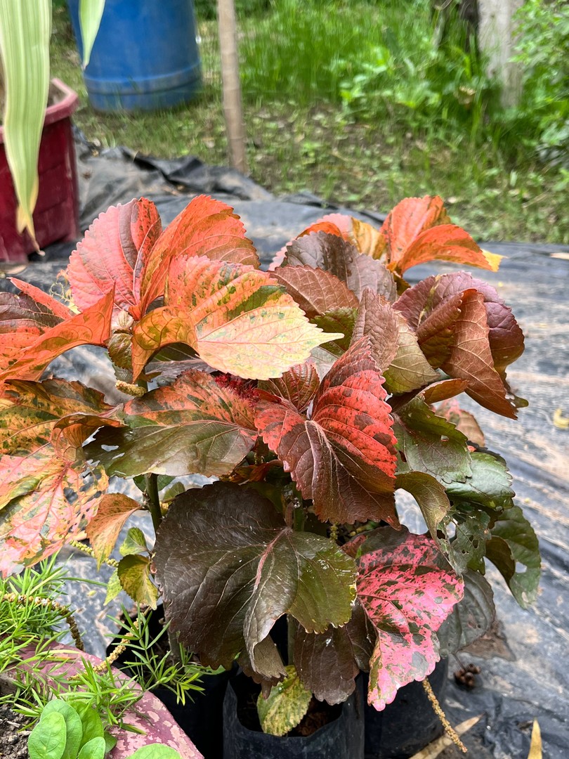 Copperleaf (Acalypha) (कॉपरलीफ) — plant for sale at Janki Vatika plant nursery, Talawali Chanda, Indore, photo 2 of 2