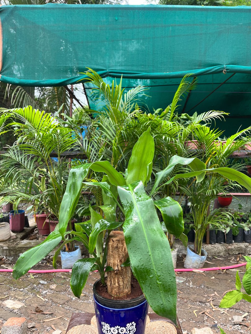 Corn Plant (Mass Cane) (कॉर्न प्लांट) — plant for sale at Janki Vatika plant nursery, Talawali Chanda, Indore, photo 2 of 4