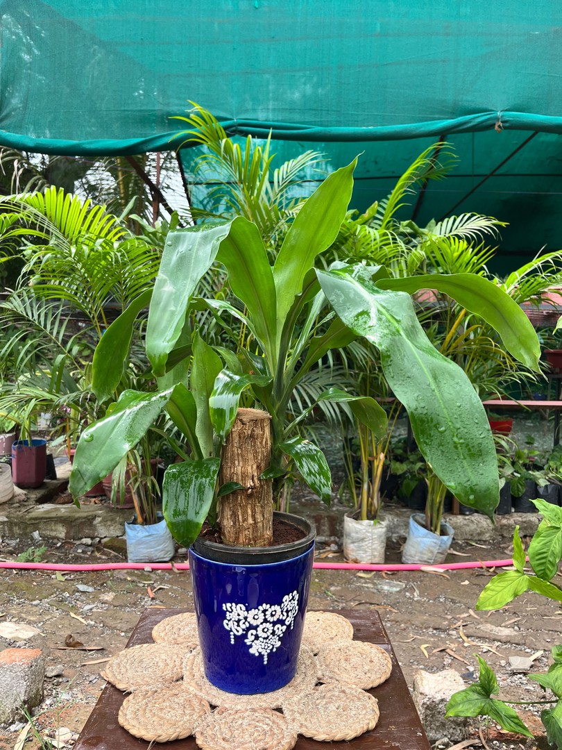 Corn Plant (Mass Cane) (कॉर्न प्लांट) — plant for sale at Janki Vatika plant nursery, Talawali Chanda, Indore, photo 3 of 4
