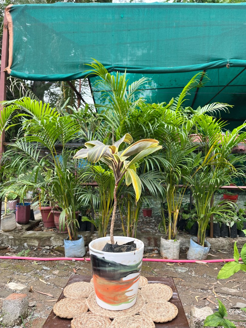 Corn Plant (Mass Cane) (कॉर्न प्लांट) — plant for sale at Janki Vatika plant nursery, Talawali Chanda, Indore, photo 4 of 4