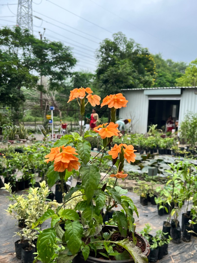 Crossandra (Firecracker Flower) (अबोली / कनकांबरम्) — plant for sale at Janki Vatika plant nursery, Talawali Chanda, Indore