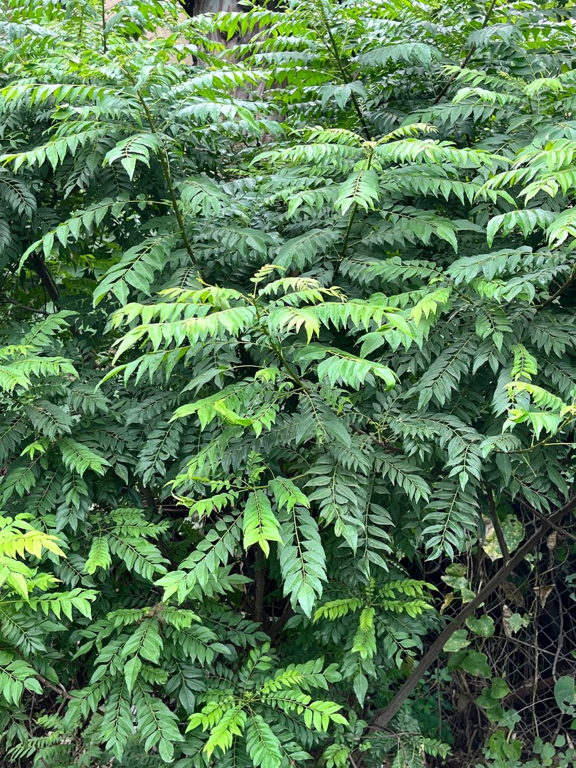 Curry Leaf Plant (कड़ी पत्ता / मीठा नीम) — plant for sale at Janki Vatika plant nursery, Talawali Chanda, Indore, photo 2 of 3