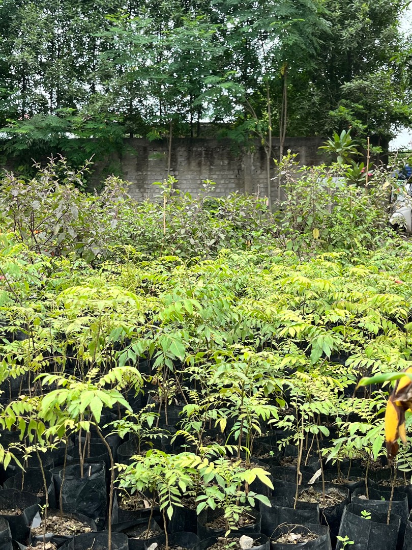Curry Leaf Plant (कड़ी पत्ता / मीठा नीम) — plant for sale at Janki Vatika plant nursery, Talawali Chanda, Indore, photo 3 of 3