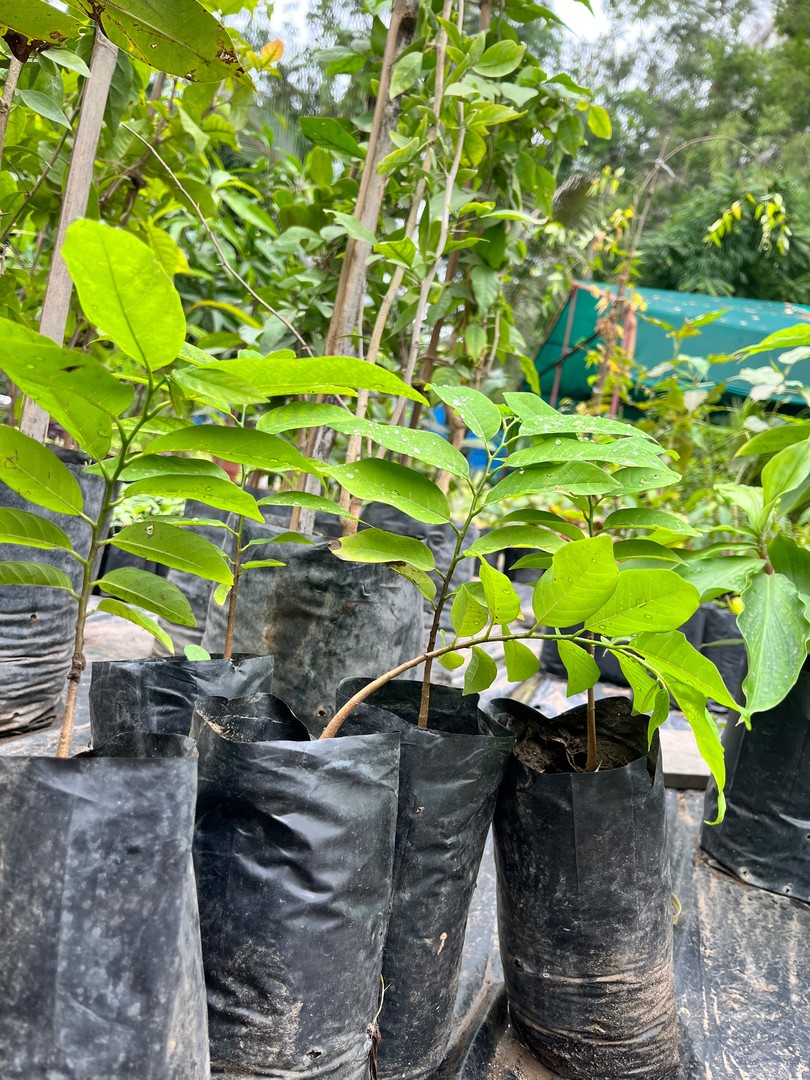 Custard Apple Sapling (सीताफल) — plant for sale at Janki Vatika plant nursery, Talawali Chanda, Indore