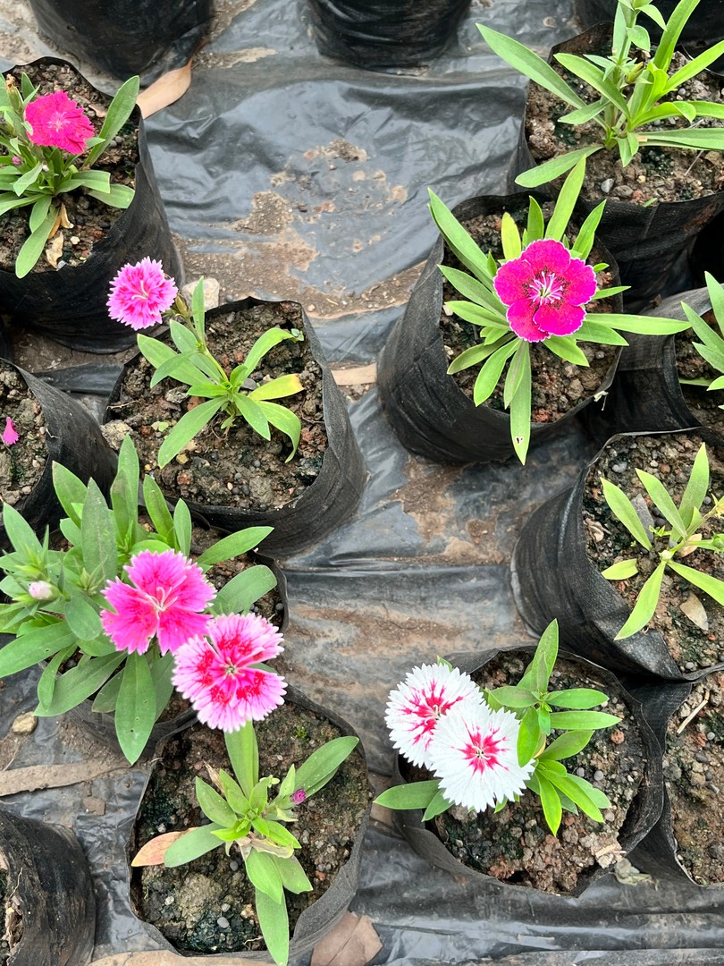 Dianthus (China Pink) (डायनथस) — plant for sale at Janki Vatika plant nursery, Talawali Chanda, Indore