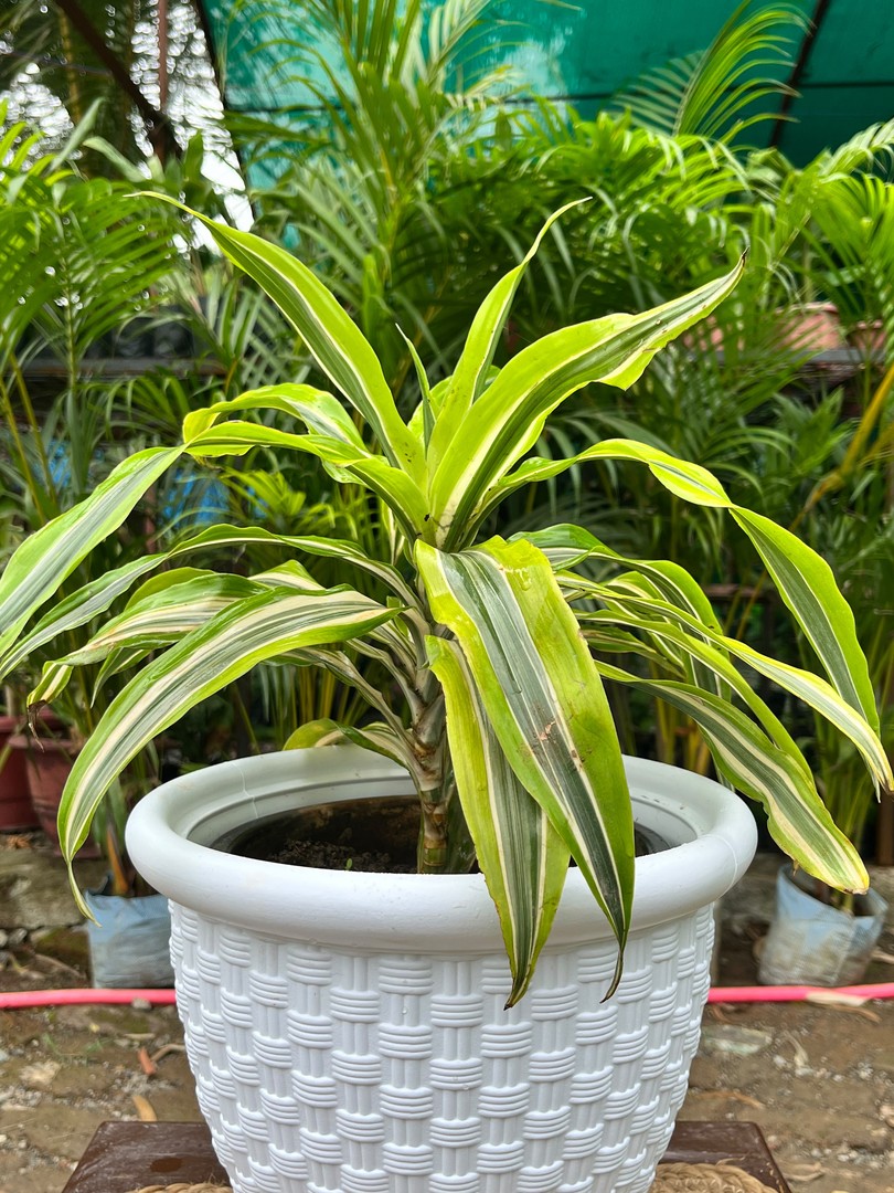 Dracaena Lemon Lime (ड्रैसीना लेमन लाइम) — plant for sale at Janki Vatika plant nursery, Talawali Chanda, Indore