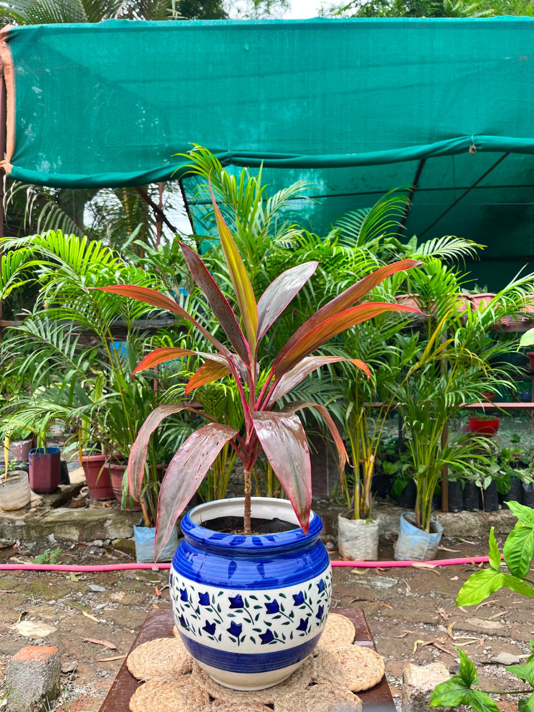 Dracaena Marginata (Red-Edged Dragon Tree) — plant for sale at Janki Vatika plant nursery, Talawali Chanda, Indore