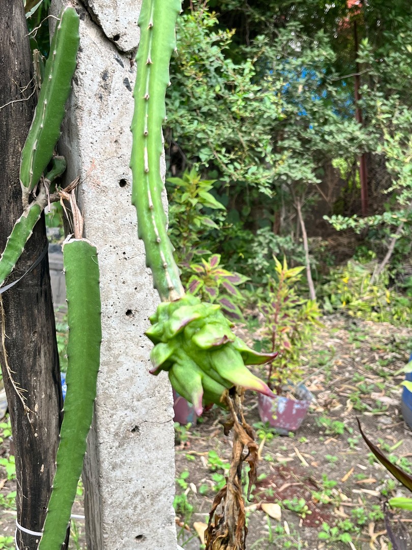 Dragon Fruit Plant (ड्रैगन फ्रूट) — plant for sale at Janki Vatika plant nursery, Talawali Chanda, Indore