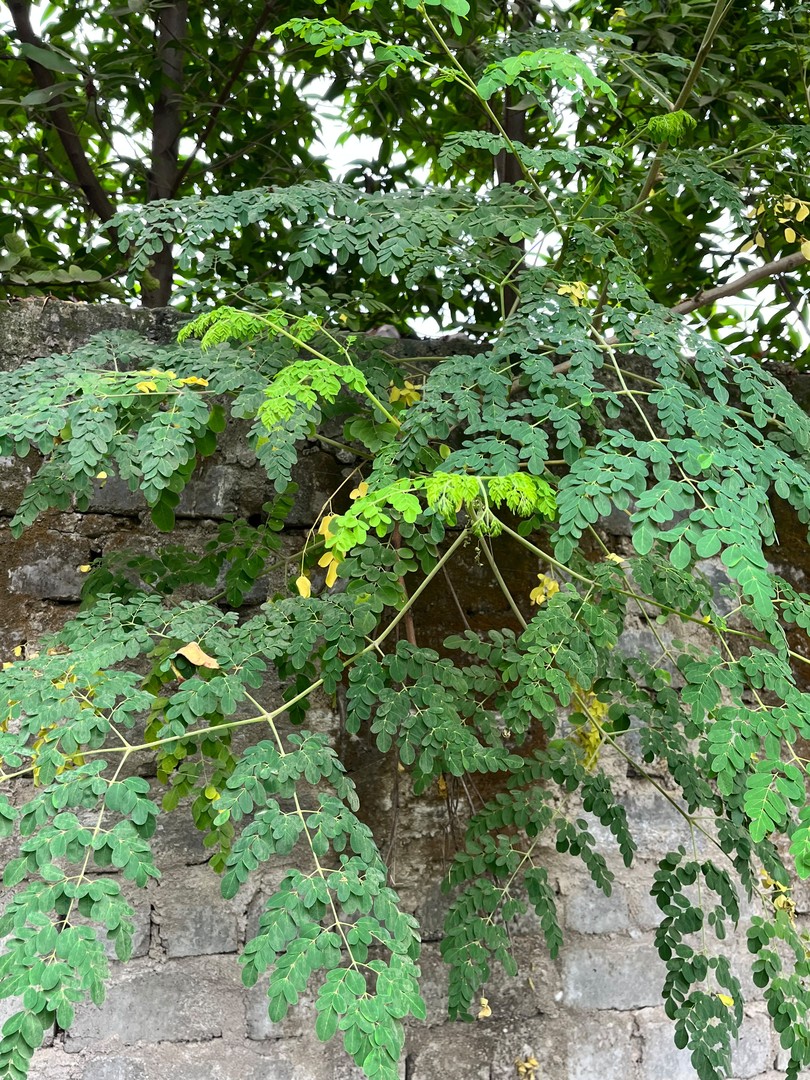 Drumstick (Moringa) (सहजन / मुनगा) — plant for sale at Janki Vatika plant nursery, Talawali Chanda, Indore
