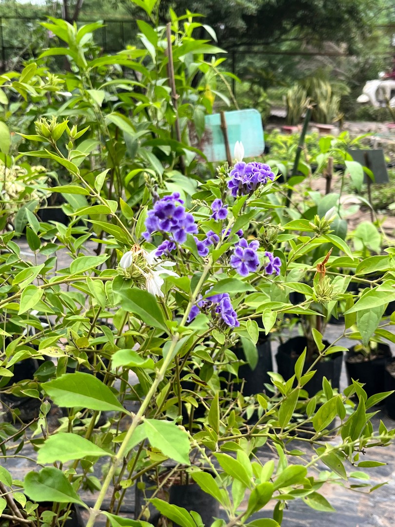 Duranta (Sky Flower / Nilkanta) (नीलकांता) — plant for sale at Janki Vatika plant nursery, Talawali Chanda, Indore