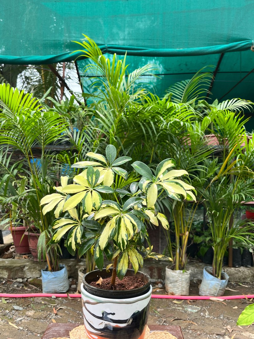 Dwarf Umbrella Tree (शेफलेरा) — plant for sale at Janki Vatika plant nursery, Talawali Chanda, Indore