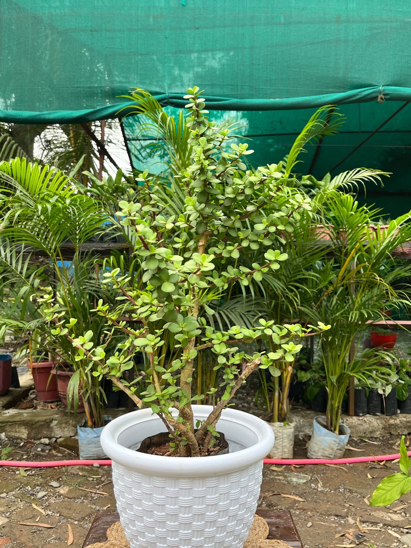 Elephant Bush/ Dwarf Jade (एलिफेंट बुश) — plant for sale at Janki Vatika plant nursery, Talawali Chanda, Indore