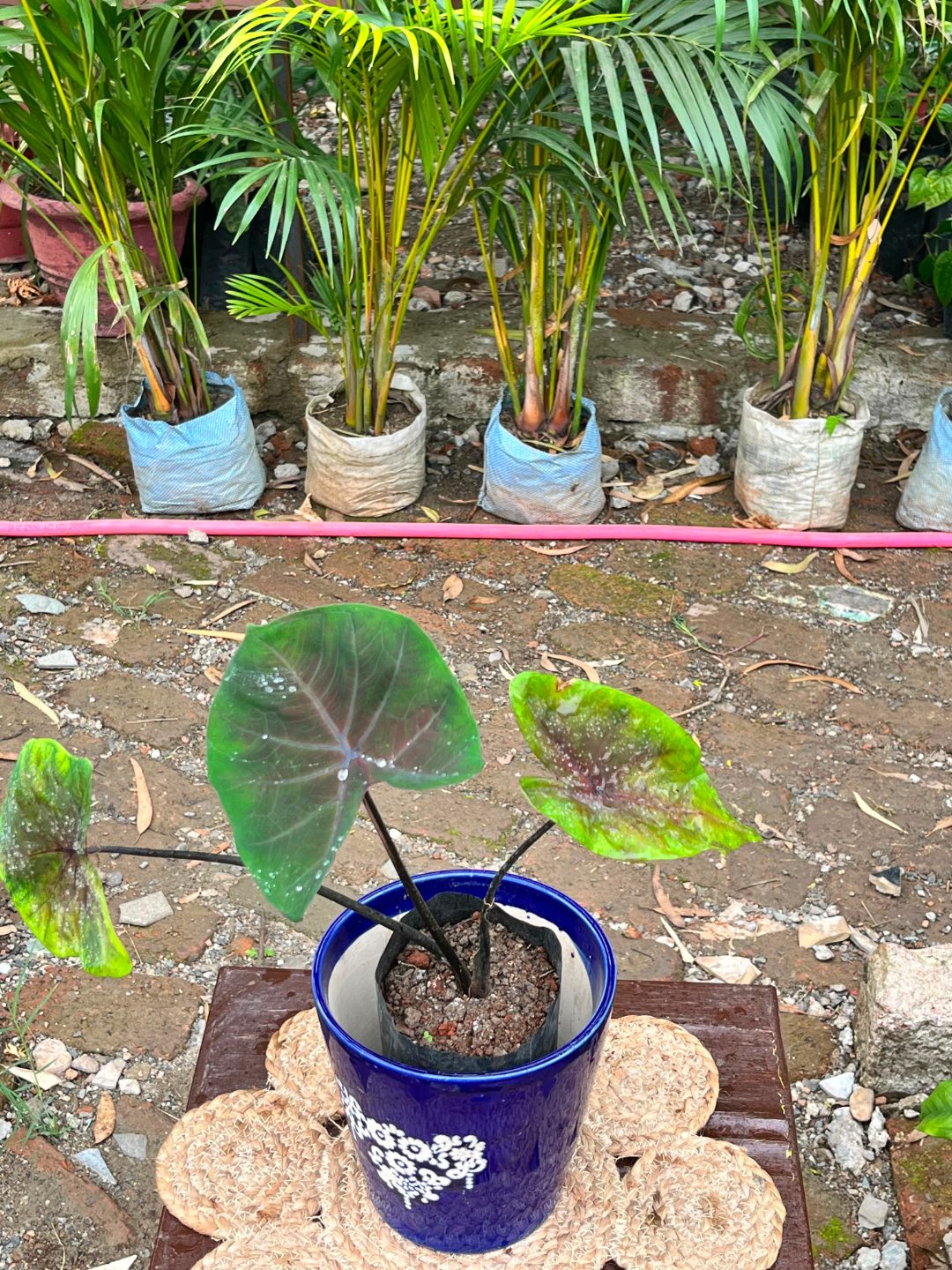 Elephant Ear (Colocasia) — plant for sale at Janki Vatika plant nursery, Talawali Chanda, Indore, photo 2 of 2
