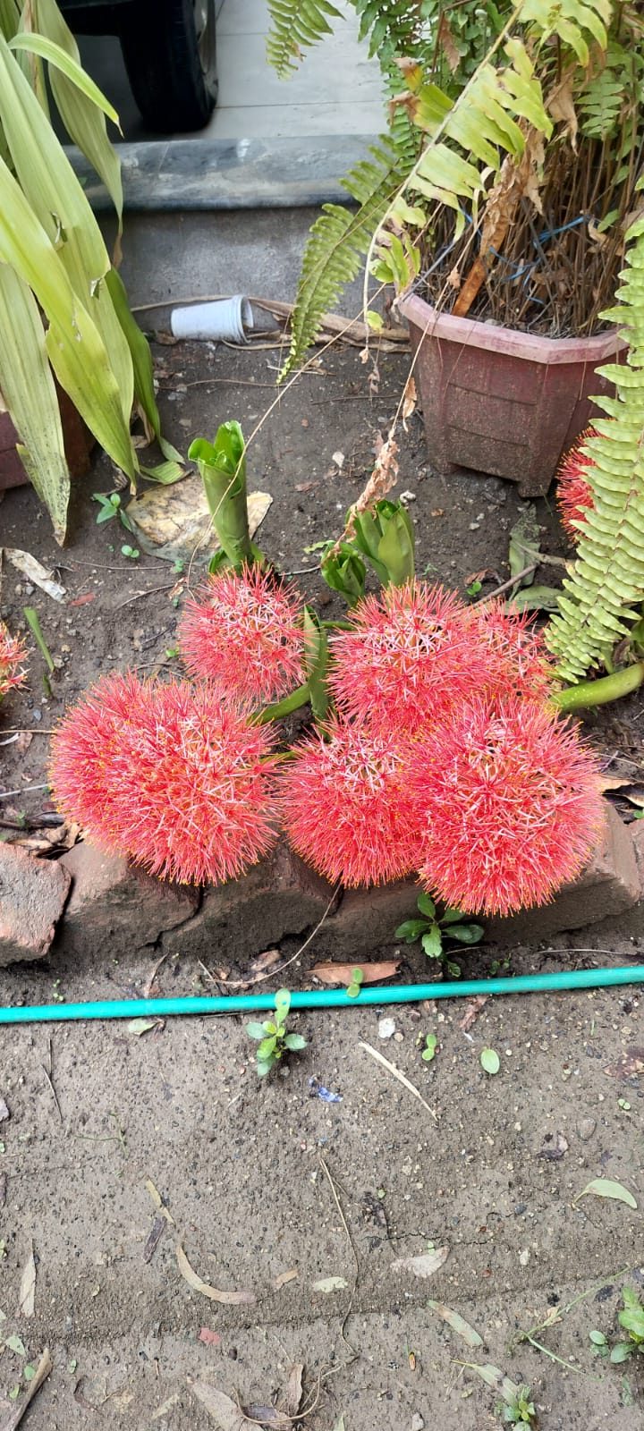 Football Lily (May Flower) Bulb — plant for sale at Janki Vatika plant nursery, Talawali Chanda, Indore, photo 2 of 3