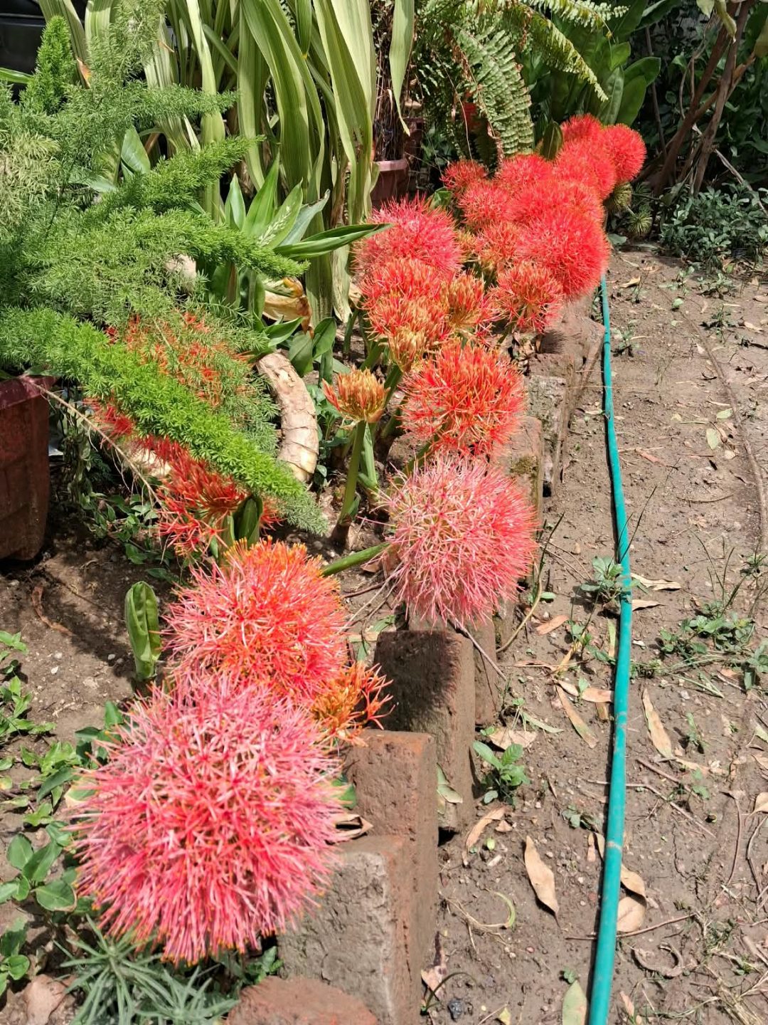 Football Lily (May Flower) Bulb — plant for sale at Janki Vatika plant nursery, Talawali Chanda, Indore, photo 3 of 3