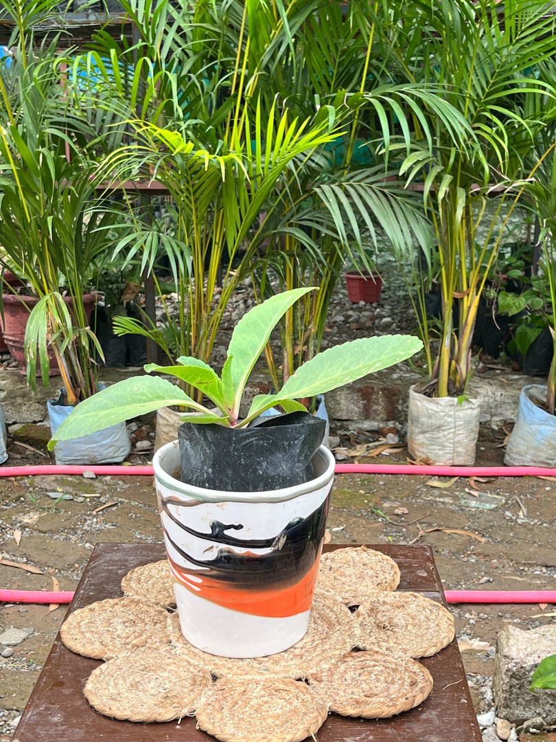 Frangipani (Golainchi / Champa) (गुलैंची) — plant for sale at Janki Vatika plant nursery, Talawali Chanda, Indore, photo 2 of 3