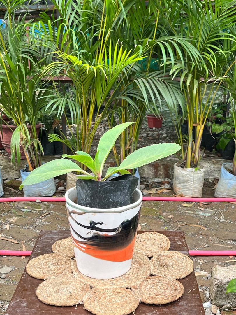 Frangipani (Golainchi / Champa) (गुलैंची) — plant for sale at Janki Vatika plant nursery, Talawali Chanda, Indore, photo 3 of 3