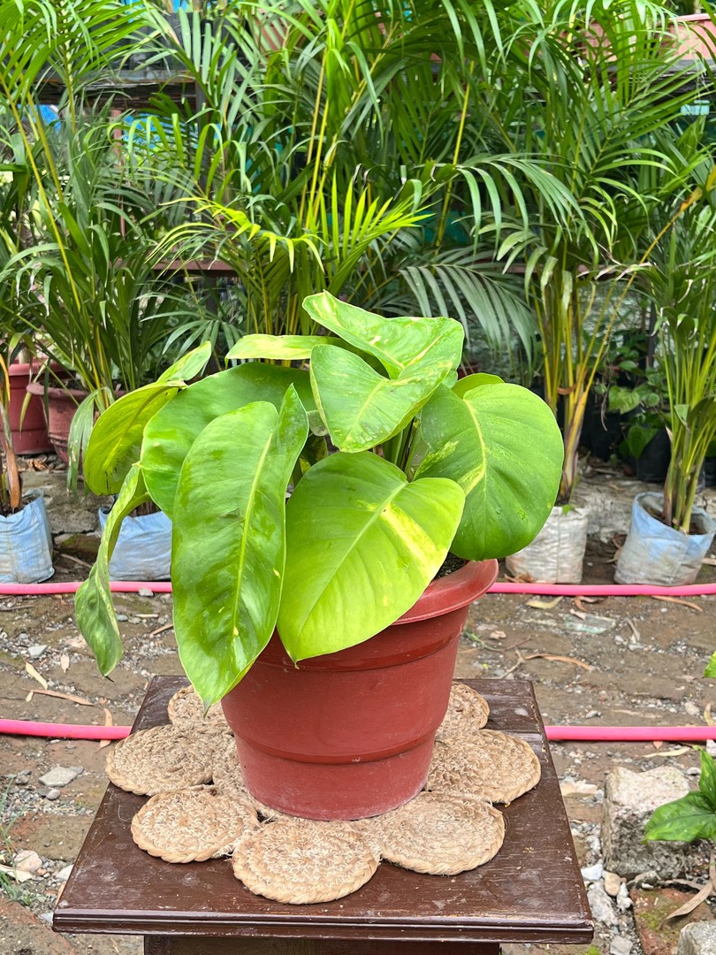 Green Money Plant (मनी प्लांट) — plant for sale at Janki Vatika plant nursery, Talawali Chanda, Indore, photo 2 of 2