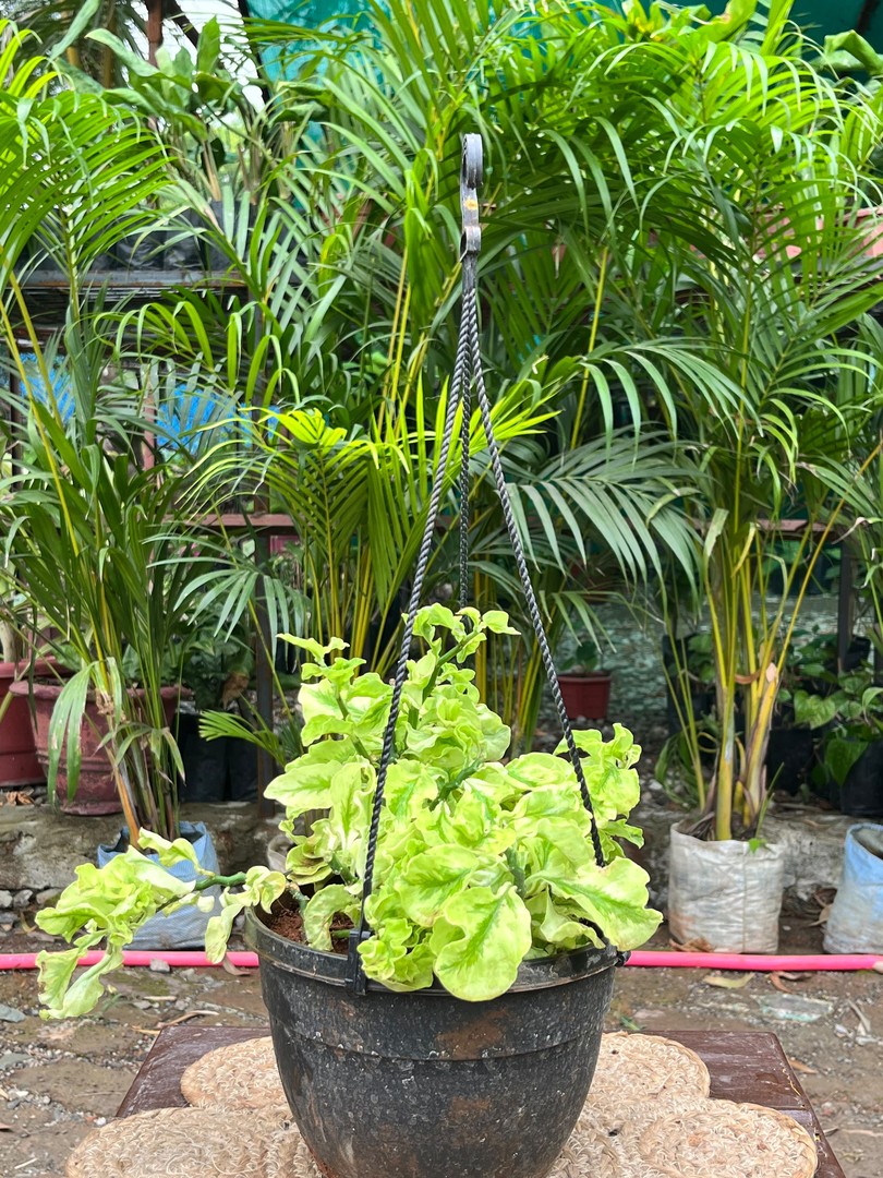 Green Zig Zag Plant (विलायती शेर) — plant for sale at Janki Vatika plant nursery, Talawali Chanda, Indore