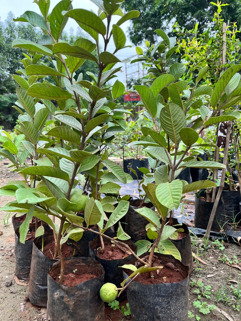 Guava Sapling (अमरूद) — plant for sale at Janki Vatika plant nursery, Talawali Chanda, Indore