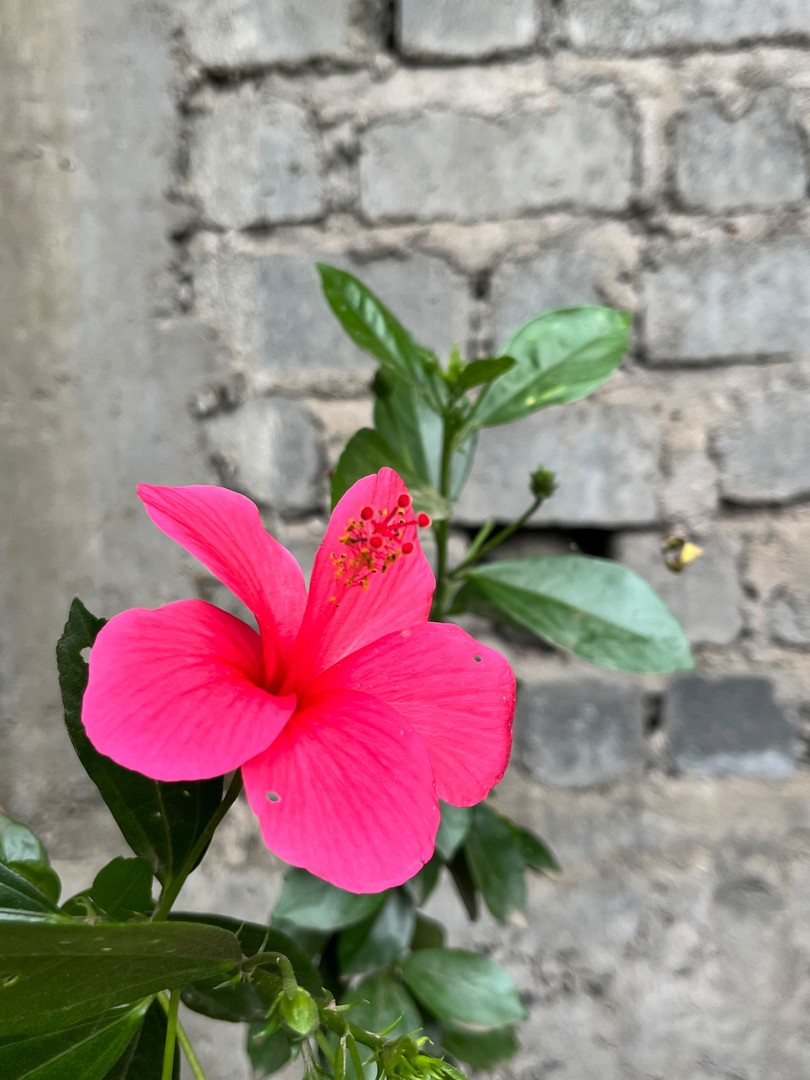 Hibiscus (Pink) (गुढ़ल) — plant for sale at Janki Vatika plant nursery, Talawali Chanda, Indore