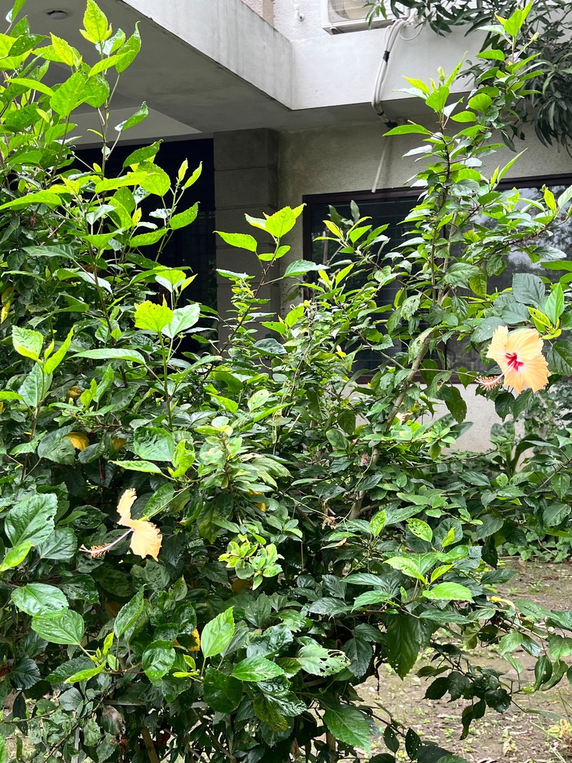Hibiscus (Yellow) (गुढ़ल) — plant for sale at Janki Vatika plant nursery, Talawali Chanda, Indore